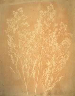 Agrostis-gigantia